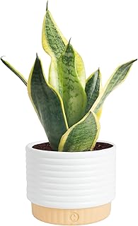 14 Low-Maintenance Plants for Black Thumb Gardeners